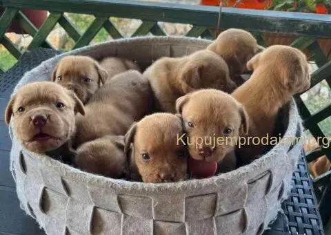 Bordoške DOGE ženke - 6/7