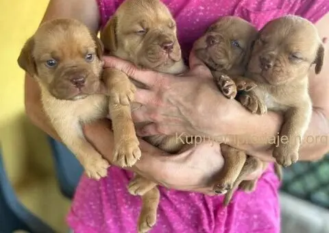 Bordoške DOGE ženke - 7/7