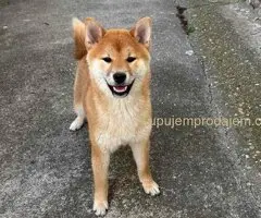 Na prodaju žensko štene Shiba inu