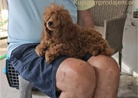 Crvena Toy Pudla musko stene - 1/3