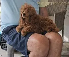 Crvena Toy Pudla musko stene