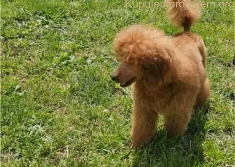 Crvena Toy Pudla musko stene - 2/3