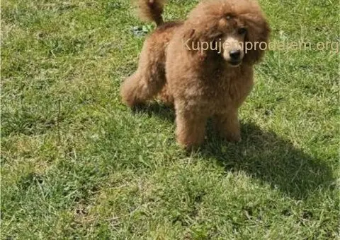 Crvena Toy Pudla musko stene - 3/3