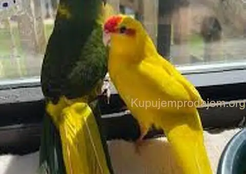 Kozice, kakariki papagaji