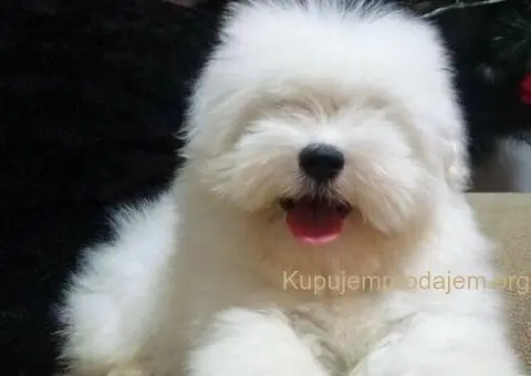 Coton de Tulear (Tulearski pas) štenci - 2/5