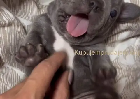 Francuski Buldog prelepi stenci - 1/7