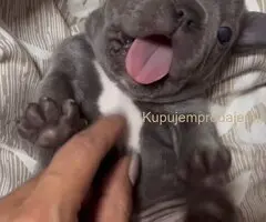 Francuski Buldog prelepi stenci