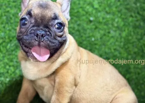 Francuski Buldog prelepi stenci - 2/7