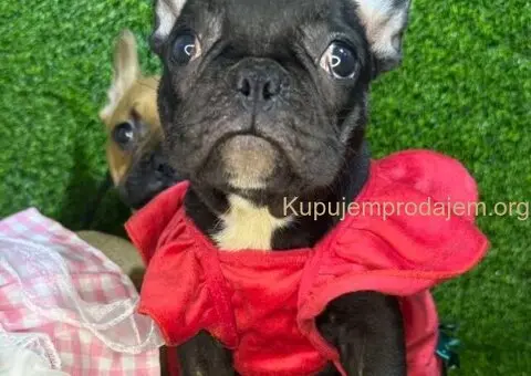 Francuski Buldog prelepi stenci - 6/7