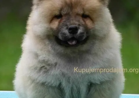 Chow Chow Cau Cau Čau Čau - 1/5