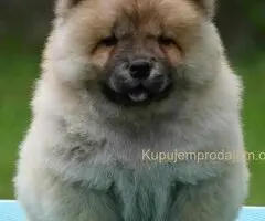 Chow Chow Cau Cau Čau Čau