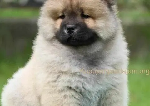 Chow Chow Cau Cau Čau Čau - 2/5