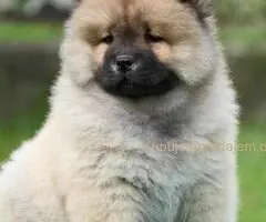 Chow Chow Cau Cau Čau Čau