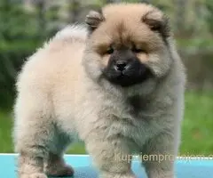 Chow Chow Cau Cau Čau Čau