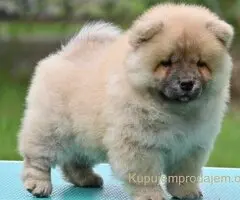 Chow Chow Cau Cau Čau Čau