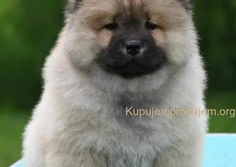 Chow Chow Cau Cau Čau Čau - 5/5