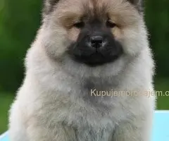 Chow Chow Cau Cau Čau Čau