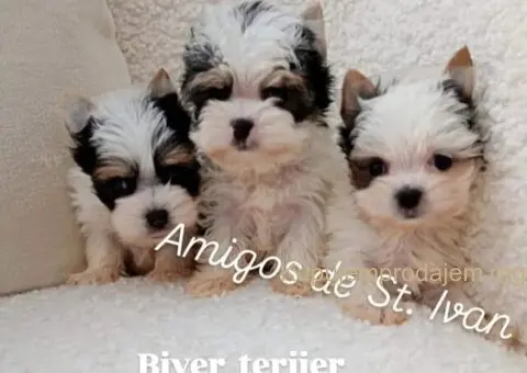 Biver terijer, biewer, jorksirski terijer, mini jorki - 1/7