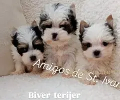 Biver terijer, biewer, jorksirski terijer, mini jorki