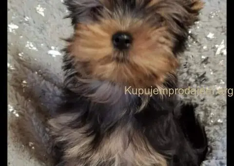 Biver terijer, biewer, jorksirski terijer, mini jorki - 2/7