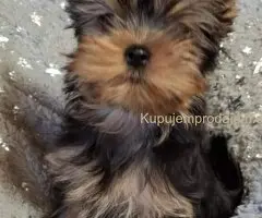 Biver terijer, biewer, jorksirski terijer, mini jorki
