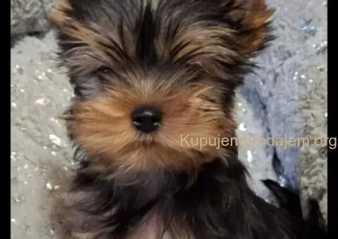 Biver terijer, biewer, jorksirski terijer, mini jorki - 3/7