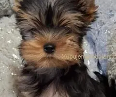 Biver terijer, biewer, jorksirski terijer, mini jorki