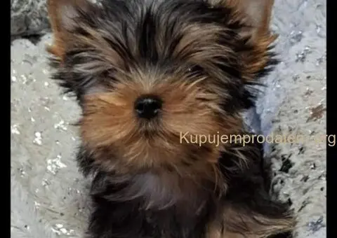 Biver terijer, biewer, jorksirski terijer, mini jorki - 4/7