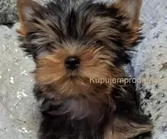 Biver terijer, biewer, jorksirski terijer, mini jorki