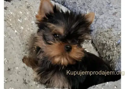 Biver terijer, biewer, jorksirski terijer, mini jorki - 5/7