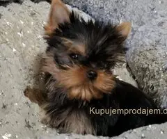 Biver terijer, biewer, jorksirski terijer, mini jorki