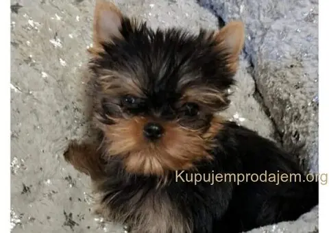 Biver terijer, biewer, jorksirski terijer, mini jorki - 6/7