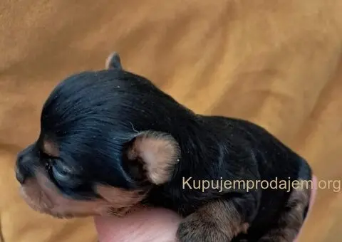 Biver terijer, biewer, jorksirski terijer, mini jorki - 7/7