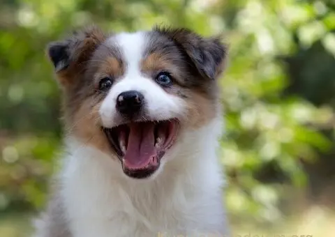 Border koli-Border collie štenad - 1/5