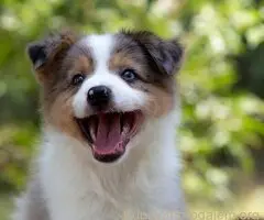 Border koli-Border collie štenad
