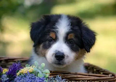 Border koli-Border collie štenad - 2/5