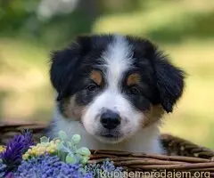 Border koli-Border collie štenad