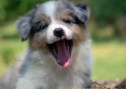 Border koli-Border collie štenad - 3/5