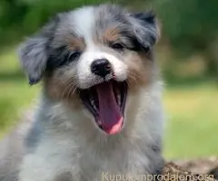 Border koli-Border collie štenad