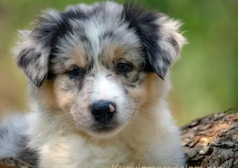 Border koli-Border collie štenad - 4/5