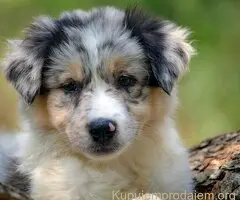 Border koli-Border collie štenad