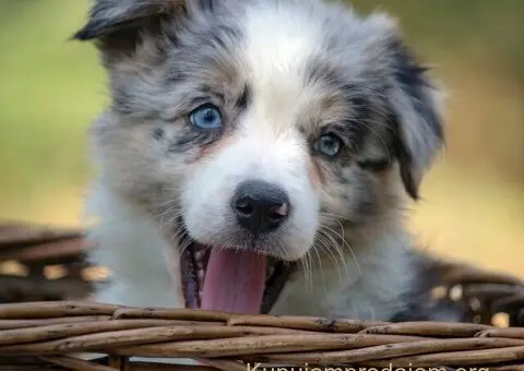 Border koli-Border collie štenad - 5/5