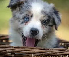 Border koli-Border collie štenad