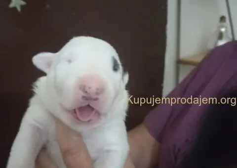 Sinai State kennel new litter - 1/5