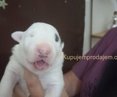 Sinai State kennel new litter