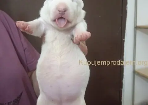 Sinai State kennel new litter - 2/5