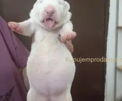 Sinai State kennel new litter