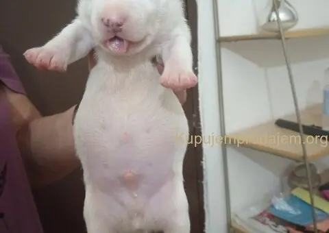 Sinai State kennel new litter - 3/5