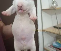 Sinai State kennel new litter