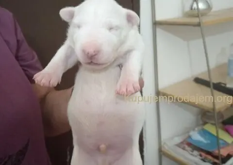 Sinai State kennel new litter - 4/5